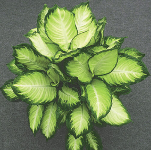 Garden Club of Cape Coral | Ideal houseplants